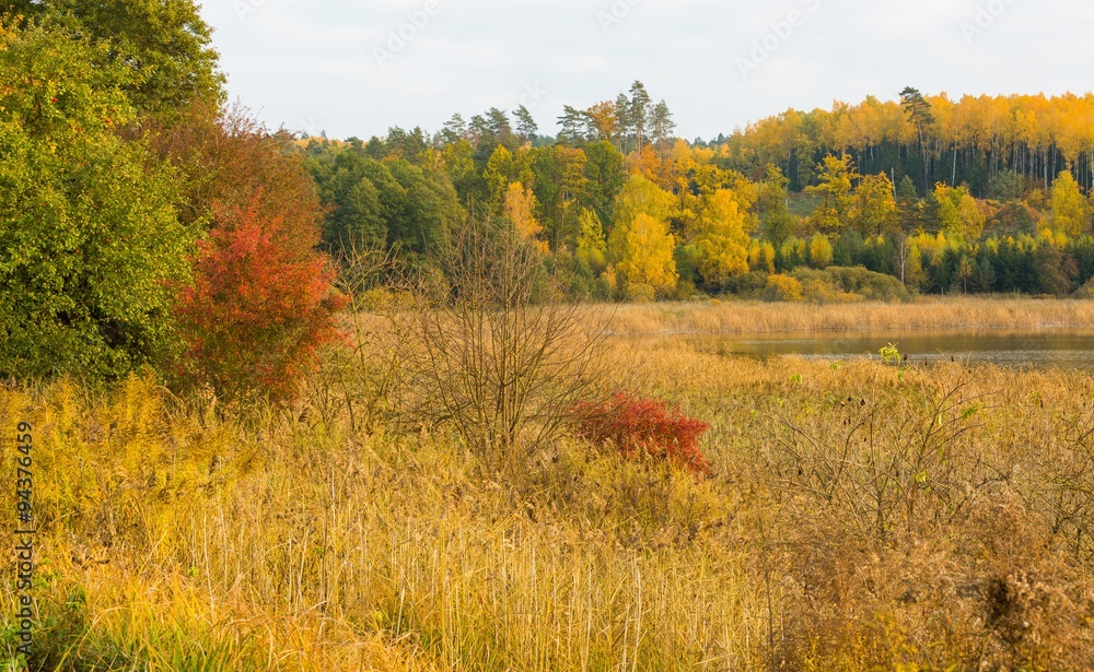 Fototapeta premium Beautiful landscape of autumnal forest near lake