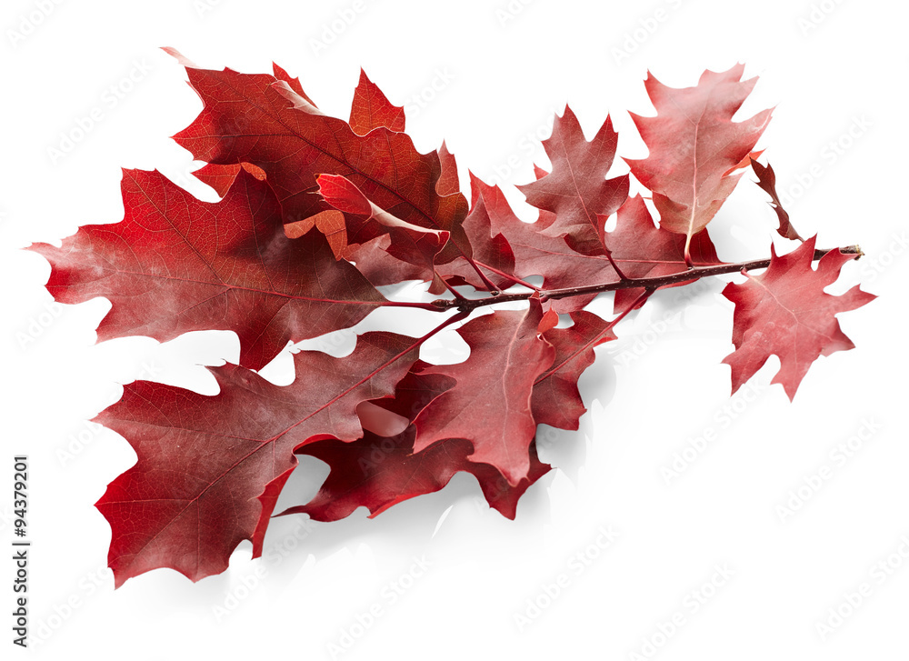 Fototapeta premium Red autumn oak leaves