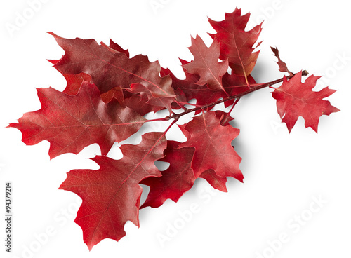 Red autumn oak leaves