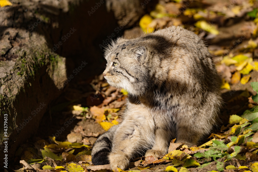 Obraz premium beautiful wild cat, Pallas's cat, Otocolobus manul