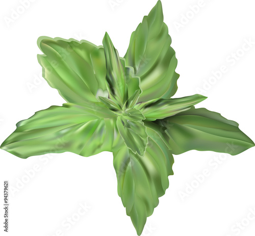 green mint isolated branch illustration