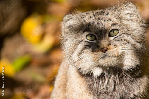 beautiful wild cat, Pallas's cat, Otocolobus manul © ArtushFoto