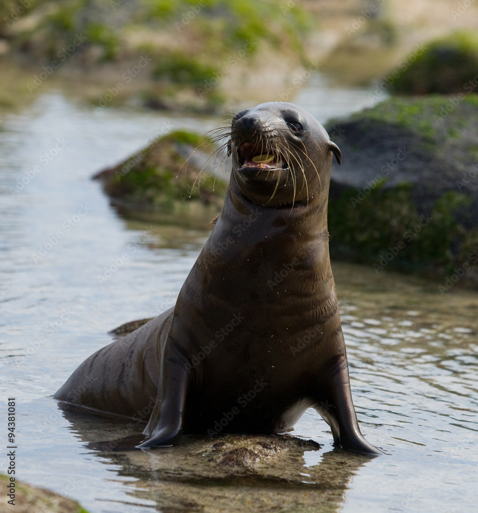 Naklejka premium Sea lion on the beach. Sitting in full growth. Galapagos. perfect illustration.