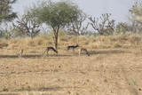 Black bucks in the wild in Rajasthan, India