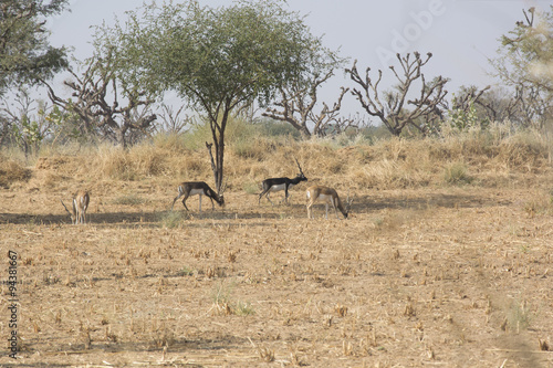 Black bucks in the wild in Rajasthan  India