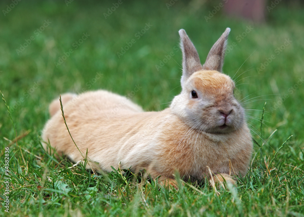 Rabbit Rabbit