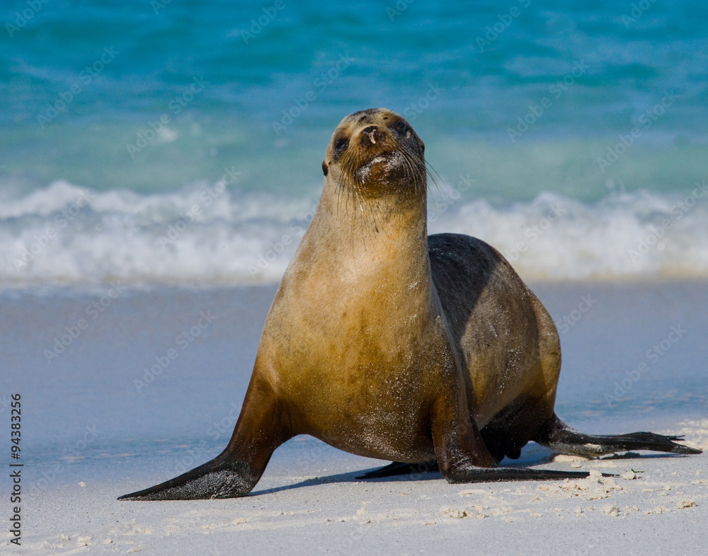 Fototapeta premium Sea lion on the beach. Sitting in full growth. Galapagos. perfect illustration.