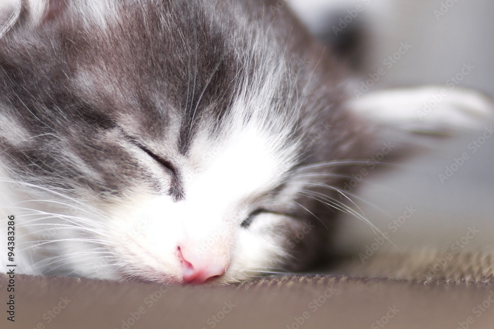 Portrait of a small kitten sleeping on the couch Portrait of a small kitten sleeping on the couch