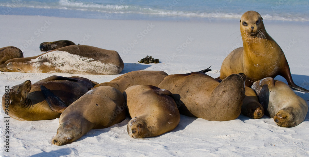Fototapeta premium Sea lions on the beach. Sitting in full growth. Galapagos. perfect illustration.