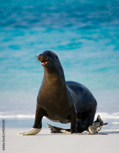 Sea lion on the beach. Sitting in full growth. Galapagos. perfect illustration.