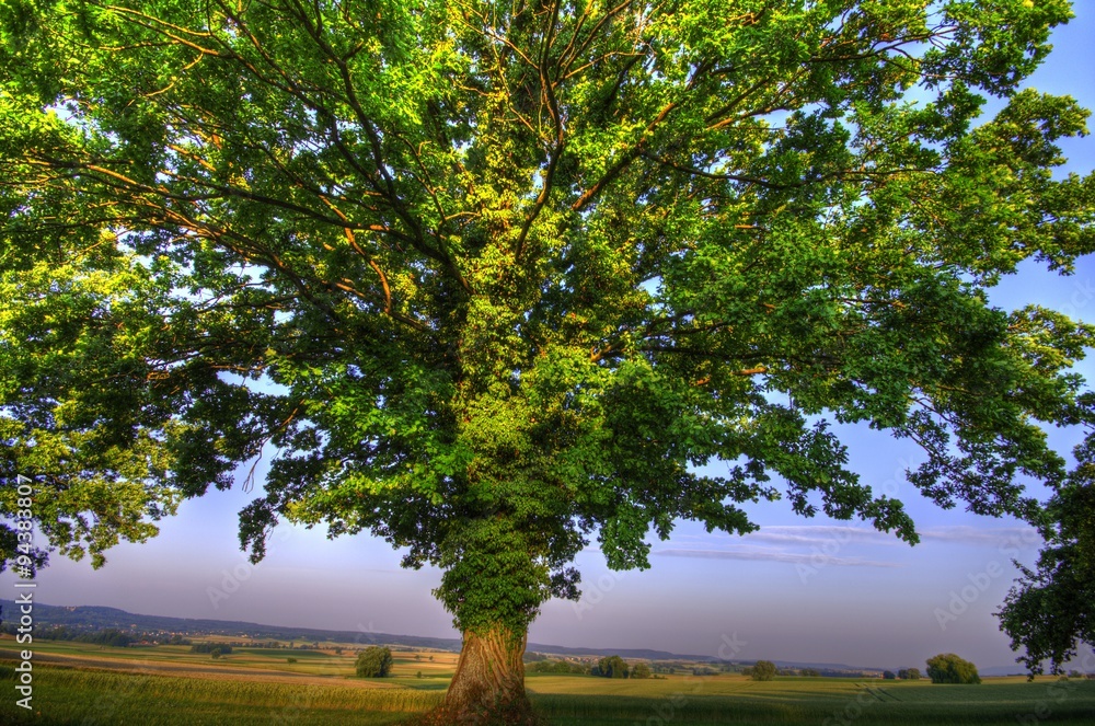 Eiche im Sommer Eiche im Sommer