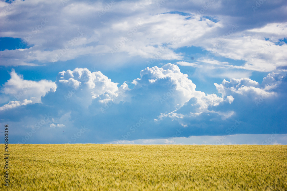 Summer Landscape with Wheat Field and Clouds Summer Landscape with Wheat Field and Clouds