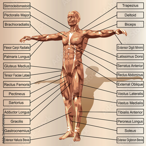 Vector 3D human male anatomy with muscles and text