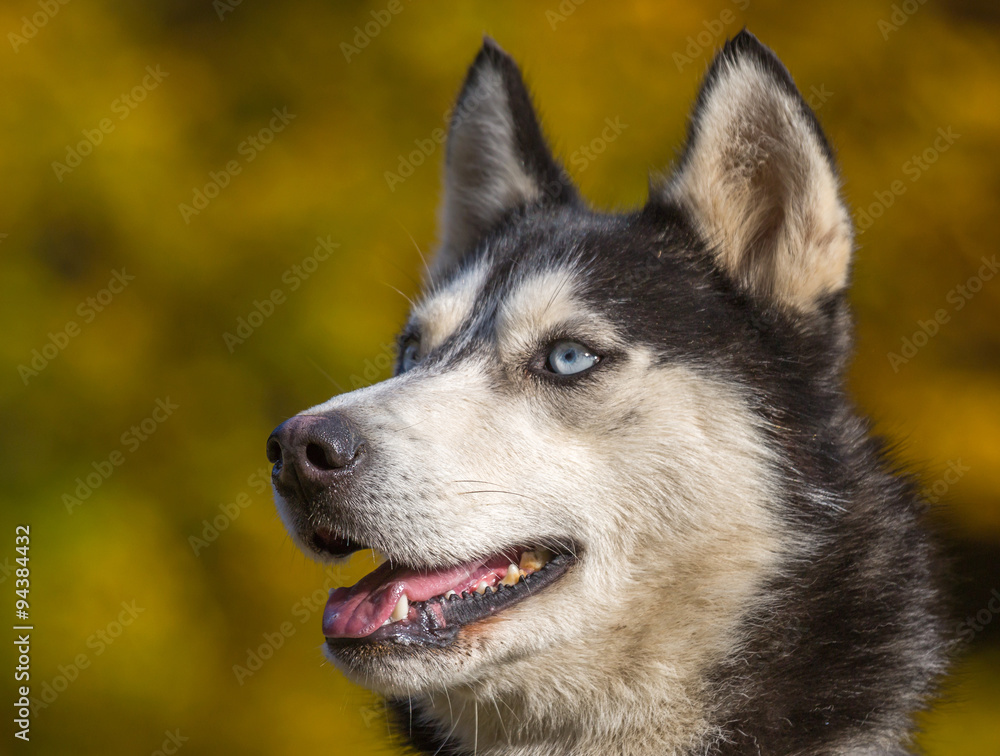 portrait de chien husky