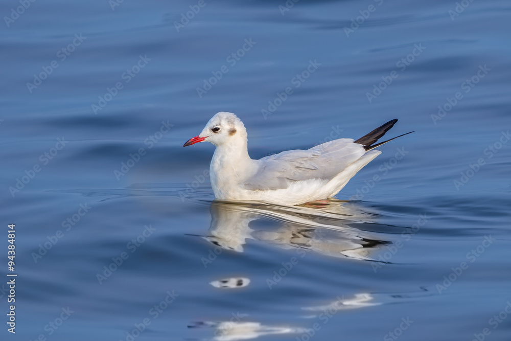 Left side of Common Black-headed Gull (Chroicocephalus ridibundus) floating on the water in nature of Thailand Left side of Common Black-headed Gull (Chroicocephalus ridibundus) floating on the water in nature of Thailand