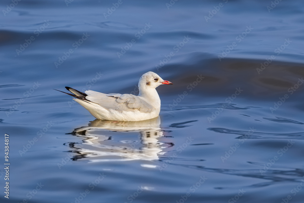 Right side of Common Black-headed Gull (Chroicocephalus ridibundus) floating on the water in nature 