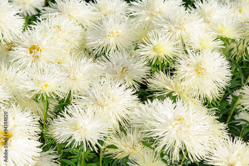 Chrysanthemum