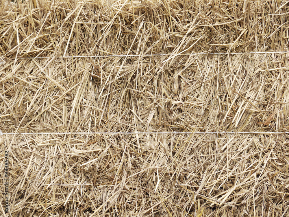 Hay background as a front view of a bale of hay as an agriculture farm and farming symbol of harvest time with dried grass straw as a bundled tied haystack Hay background as a front view of a bale of hay as an agriculture farm and farming symbol of harvest time with dried grass straw as a bundled tied haystack