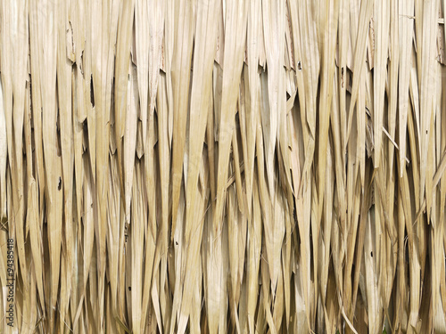 dry palm leaf texture