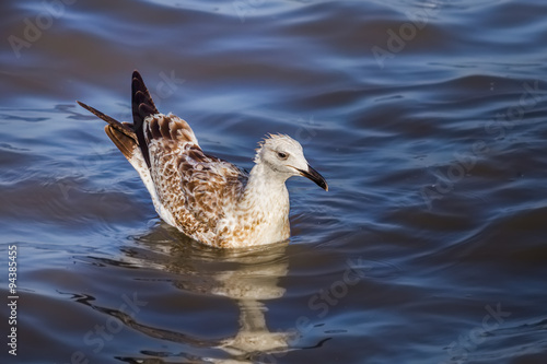  Young Mongolian Gull(Larus mongolicus) in nature of Thailand photo