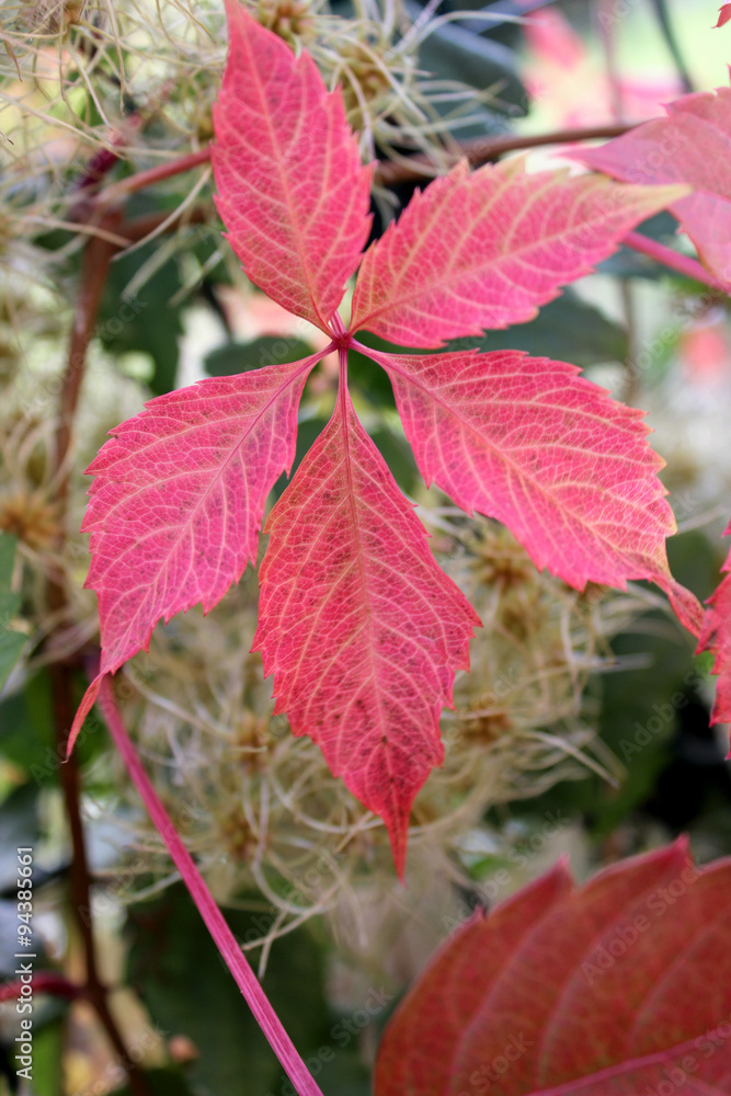 Feuille d'automne Feuille d'automne