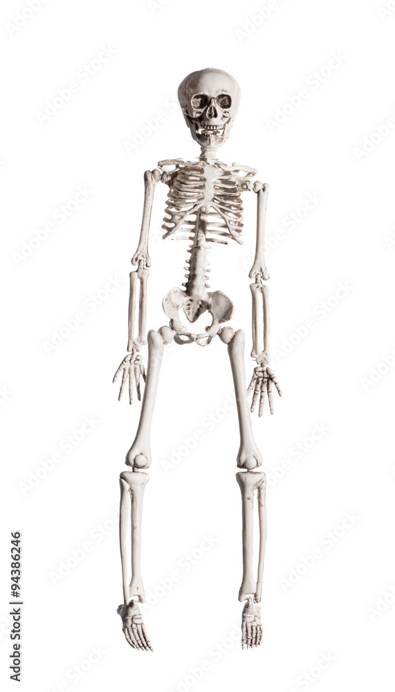 Skeleton Skeleton
