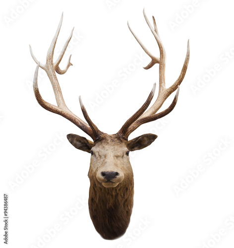 head of wild deer and horn in fiordland national park new zealan
