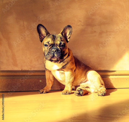Posing French Bulldog rustic background