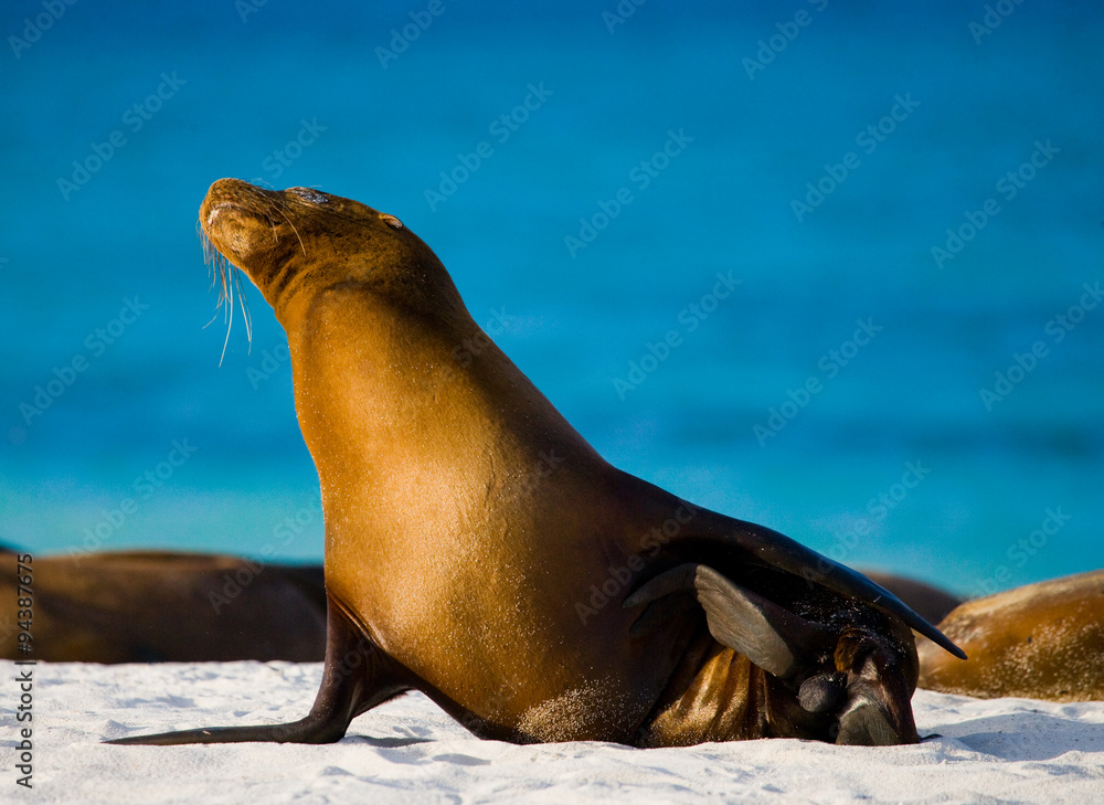 Fototapeta premium Sea lion on the beach. Sitting in full growth. Galapagos. perfect illustration.