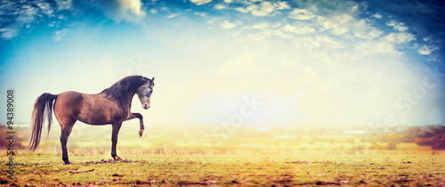 horse stands with a raised front foot on pasture and sky background, banner