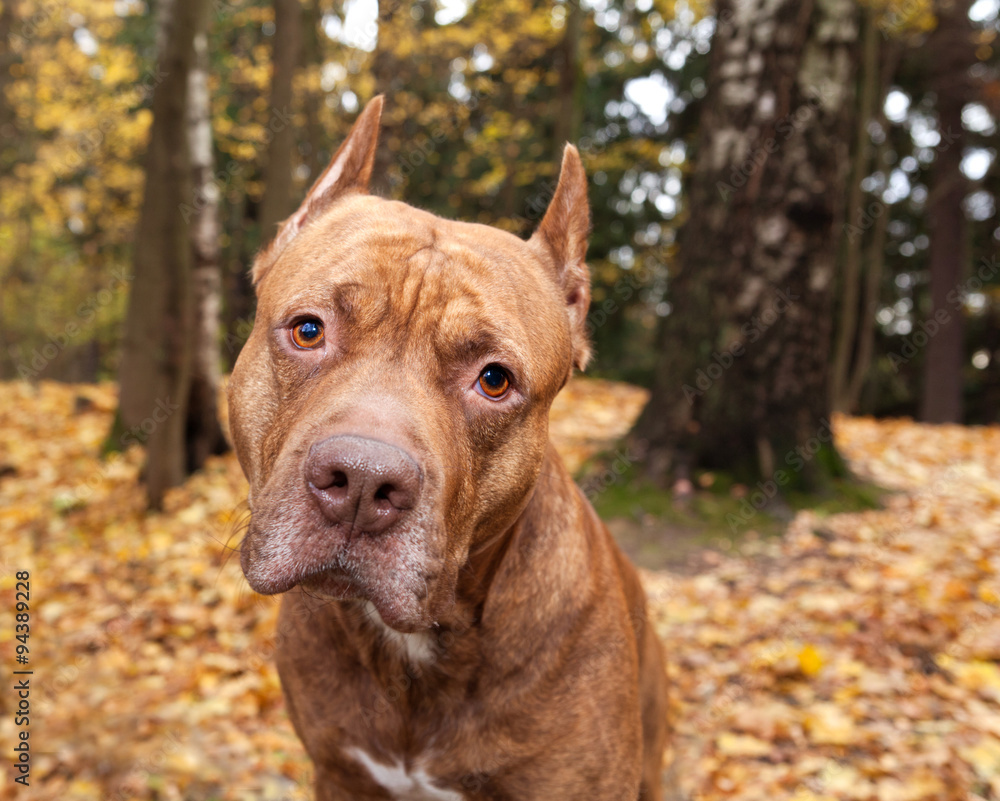 portrait of American pit bull terrier