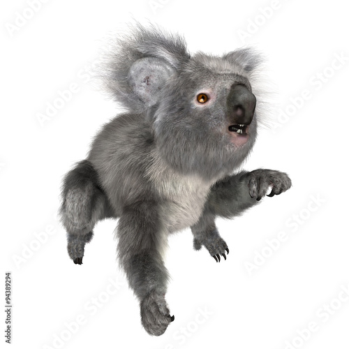 Fototapeta Naklejka Na Ścianę i Meble -  Australian Koala Bear