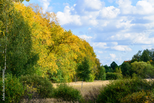 autumn landscape with yellow trees against the blue sky on a sun