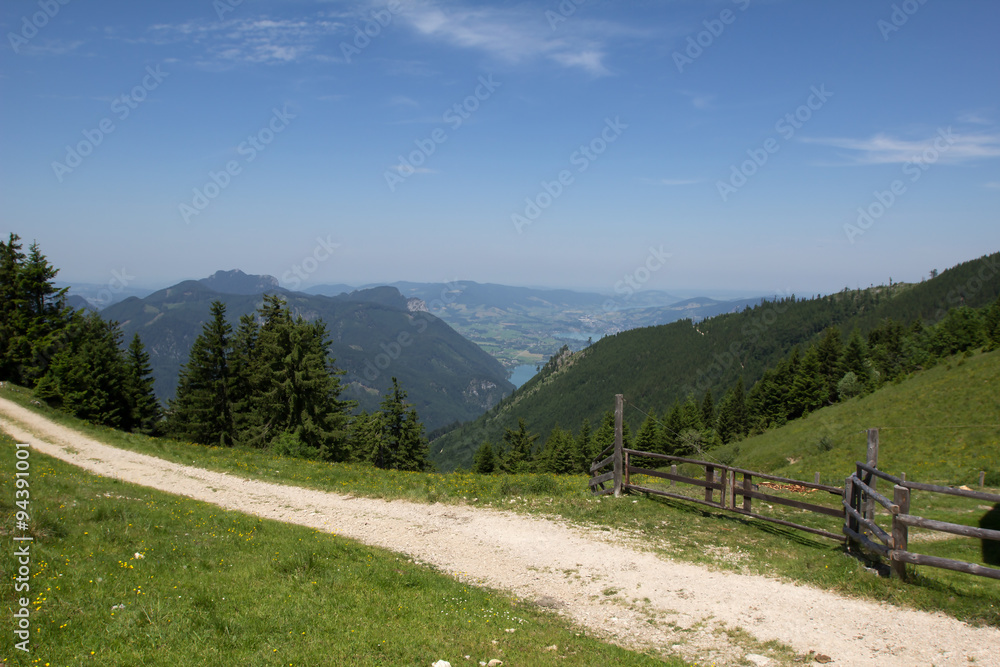 Schafberg, Austrian Alps / Colorful species in the area of Schafberg (Austria).