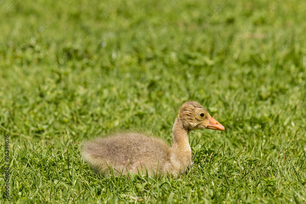 newly hatched gosling resting on grass newly hatched gosling resting on grass