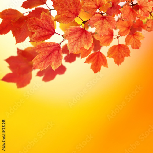  branch with autumn leaves