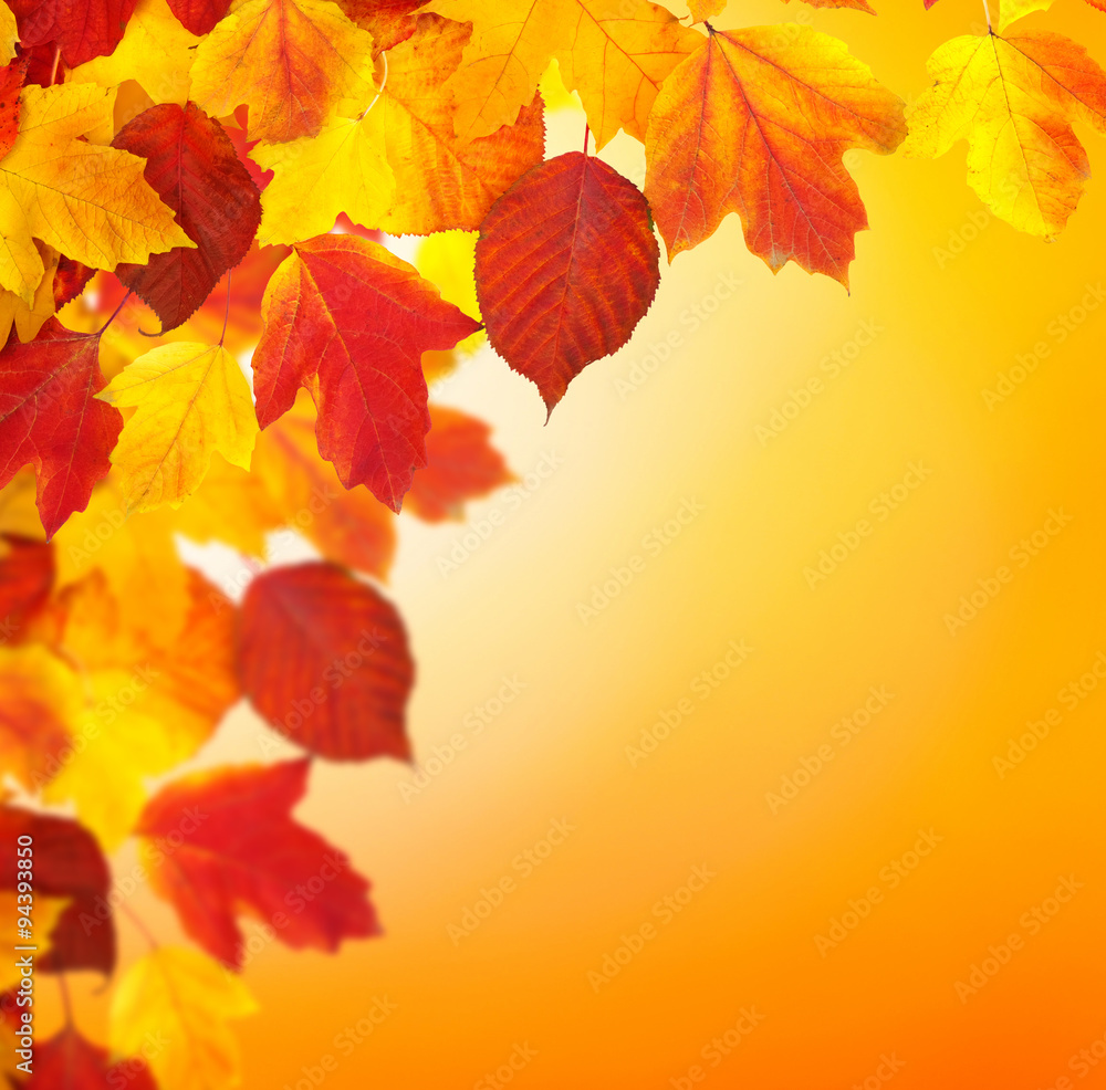 Fototapeta premium branch with autumn leaves