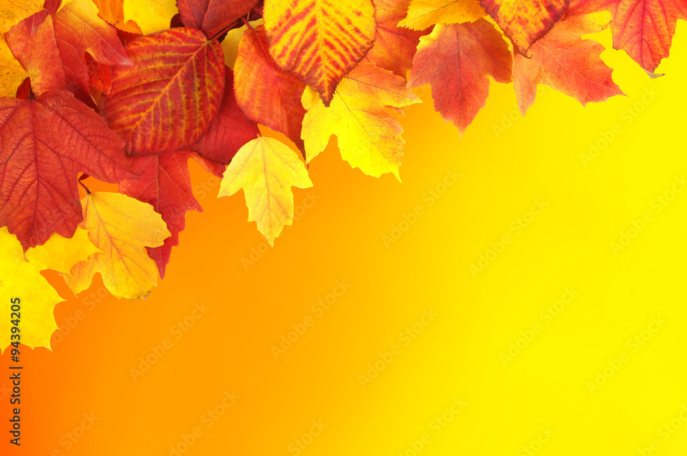 branch with autumn leaves branch with autumn leaves