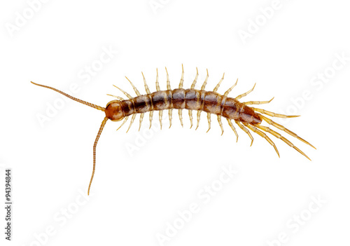  centipede