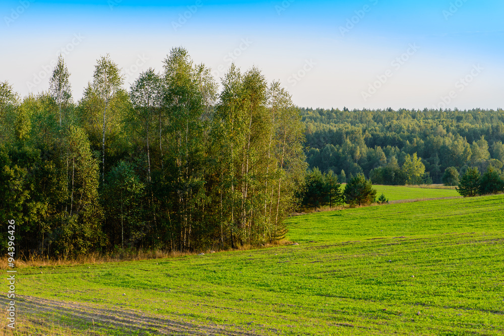 Plowed hills with green shoots of wheat field against the backdr