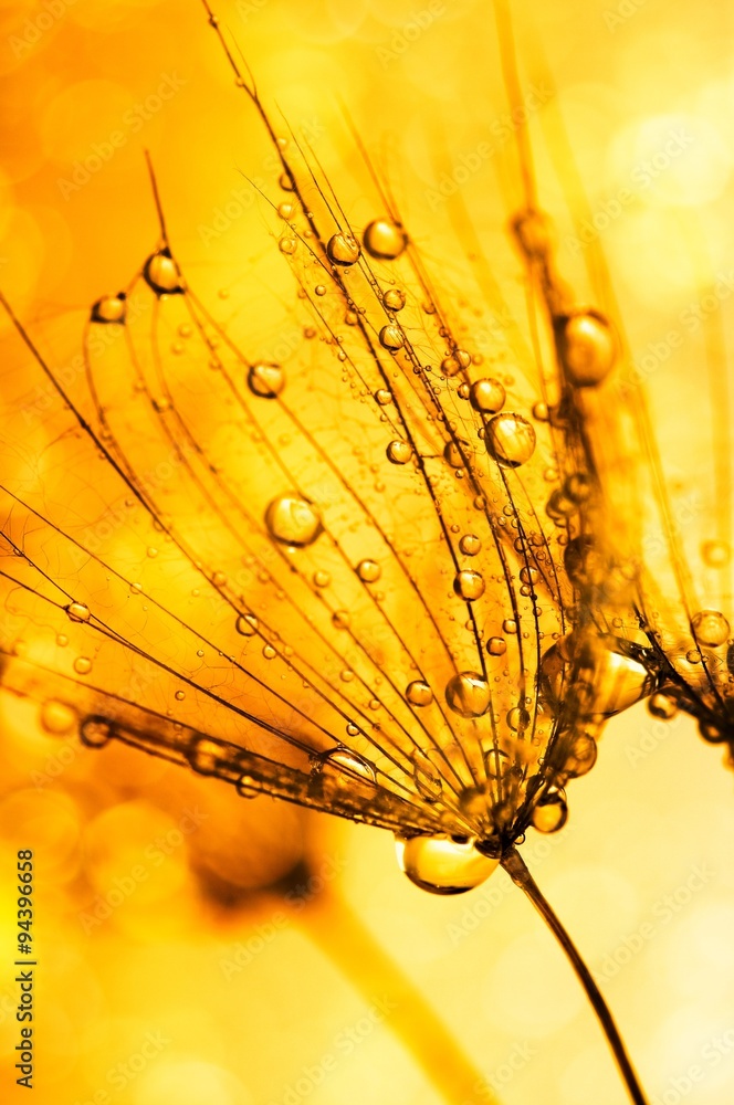 Obraz premium dandelion