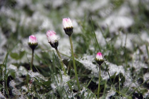 geschlossene Gänseblümchen im Schnee