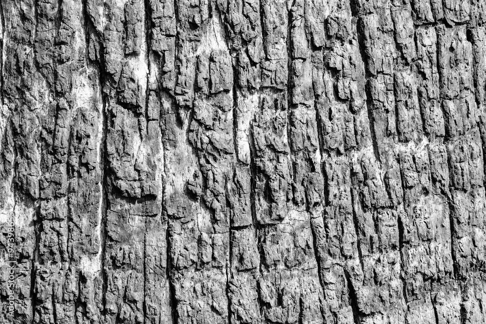The texture of the tree trunk. The texture of the tree trunk.