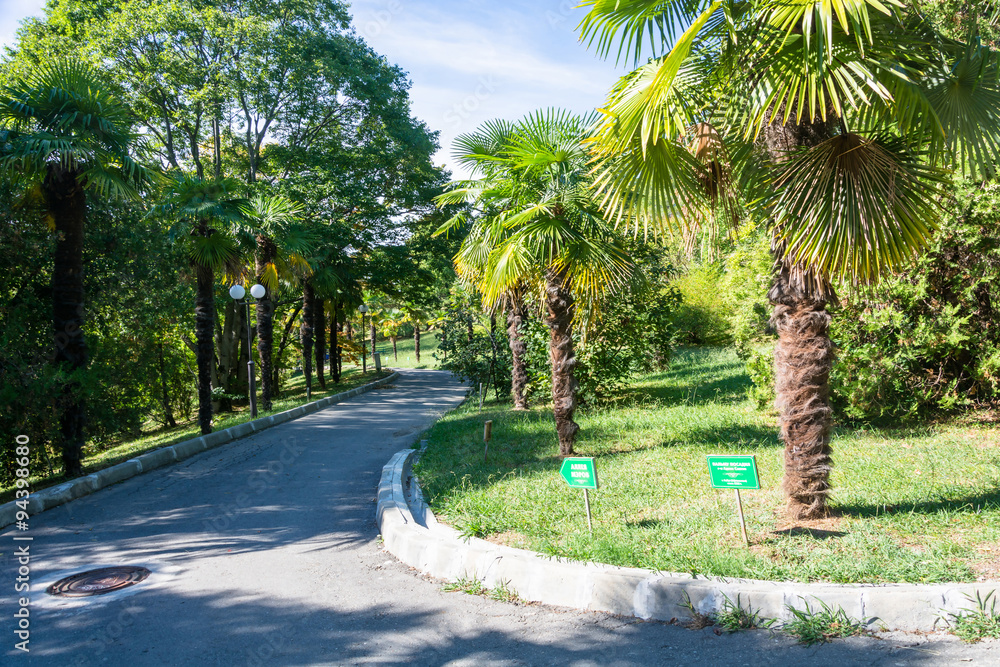 Obraz premium The mayors alley in the Park-the arboretum of Sochi.