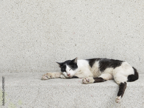 Fototapeta Naklejka Na Ścianę i Meble -  A stray cat outdoors. Sleeping in the corner