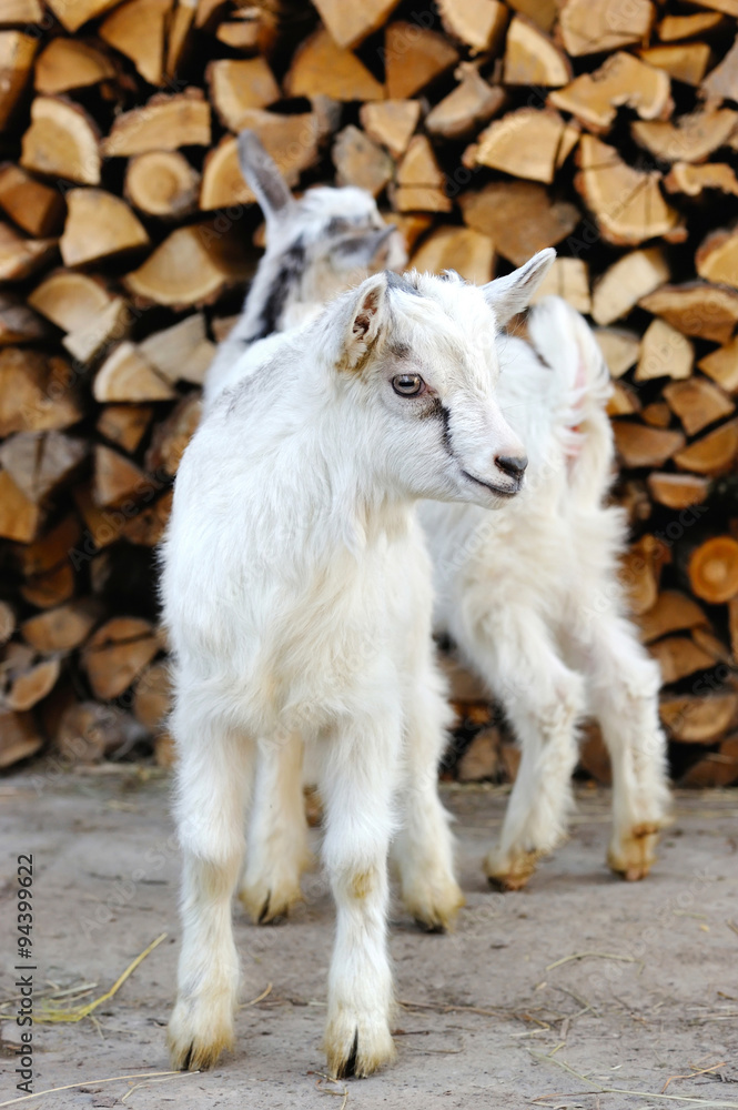 Two young goatlings standing on the farm yard Two young goatlings standing on the farm yard