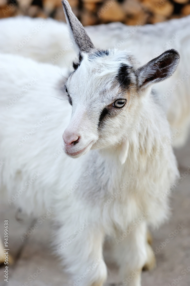 A young goatling standing on the farm yard A young goatling standing on the farm yard