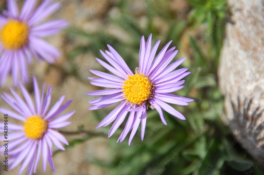 Purple daisy (Dimorphotheca) flower Purple daisy (Dimorphotheca) flower