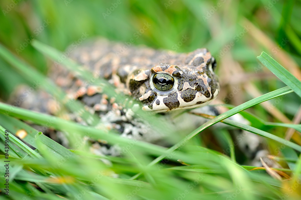 Fototapeta premium Green frog (Bufo viridis) on a green grass
