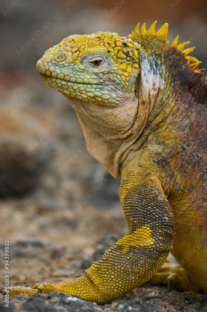 Fototapeta premium Portrait of land iguanas on the Galapagos. Islands. An excellent illustration. Close-up.